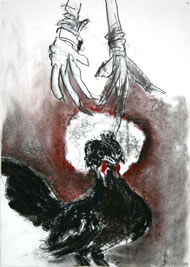 Gallus