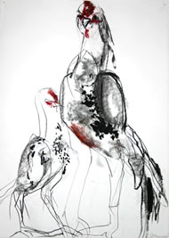 Gallus